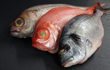 Tipos de pescados