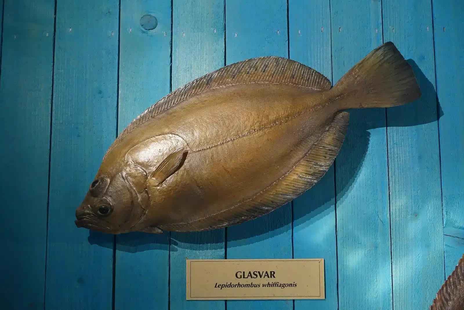 gallo pescado blanco